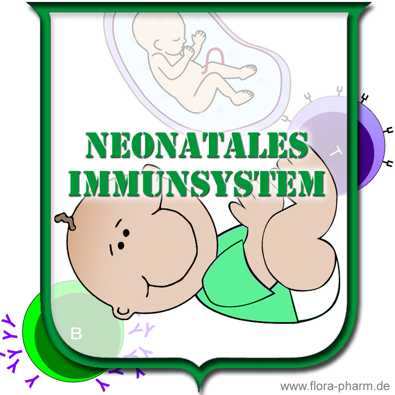 Immunsystem Schwangerschaft
